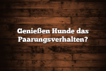 Genießen Hunde das Paarungsverhalten?