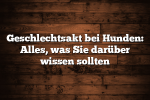 Geschlechtsakt bei Hunden: Alles, was Sie darüber wissen sollten